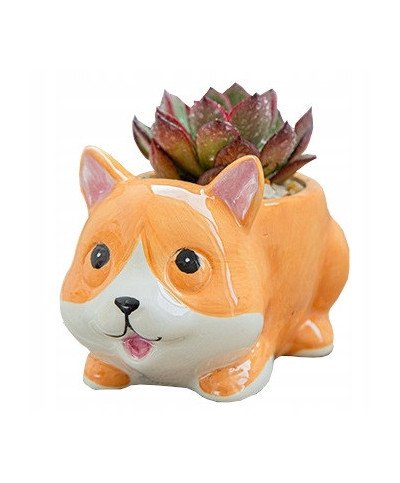 DONICZKA MINI MAŁA NA SUKULENTY LIS NA KAKTUSY