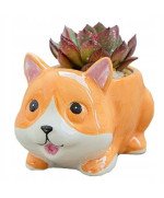 DONICZKA MINI MAŁA NA SUKULENTY LIS NA KAKTUSY